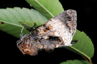 藍后夜蛾 Disepholcia caerulea 雄蟲