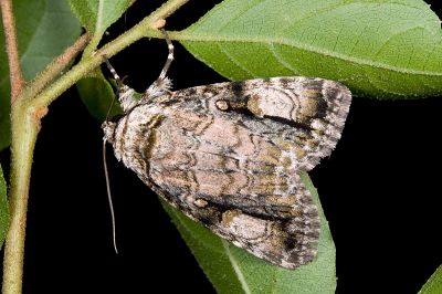 明鈍夜蛾 Anacronicta nitida 雄蟲