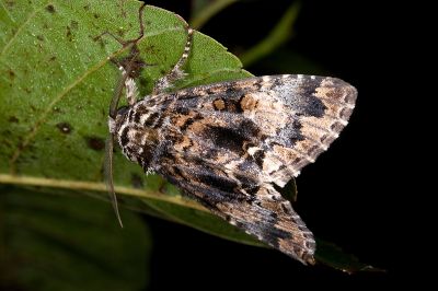 臺灣后夜蛾 Trisuloides taiwana 雄蟲