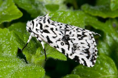 羝鑲夜蛾 Trichosea diffusa 雄蟲