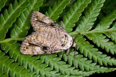 埔里鈍夜蛾 Anacronicta horishana 雄蟲