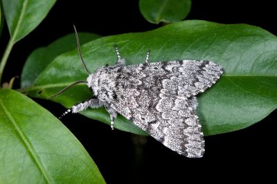 灰毛夜蛾 Panthea grisea 雄蟲