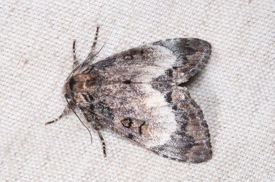 藍后夜蛾 Disepholcia caerulea 雌蟲