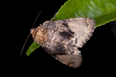 杉氏后夜蛾 Trisuloides sugii 雌蟲