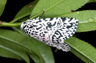 鑲夜蛾 Trichosea champa 雌蟲