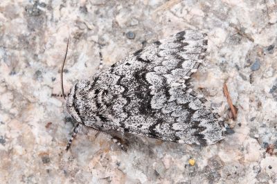 灰毛夜蛾 Panthea grisea 雄蟲