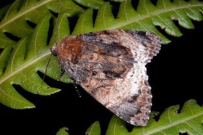 藍后夜蛾 Disepholcia caerulea 雌蟲