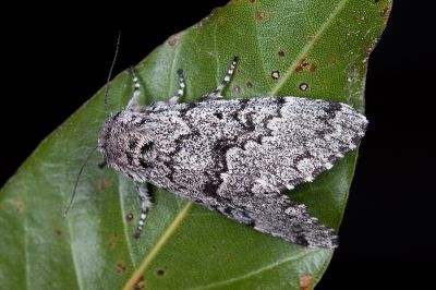 灰毛夜蛾 Panthea grisea 雌蟲