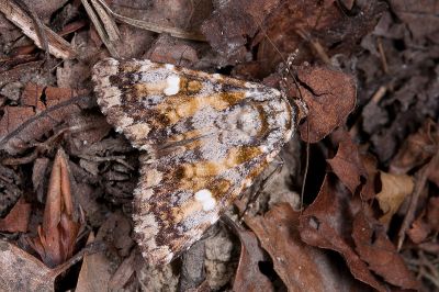 黃裙歐夜蛾 Euromoia subpulchra 雄蟲