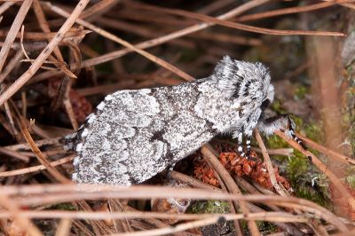 灰毛夜蛾 Panthea grisea 雄蟲