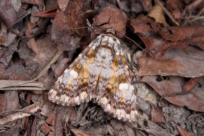 黃裙歐夜蛾 Euromoia subpulchra 雄蟲