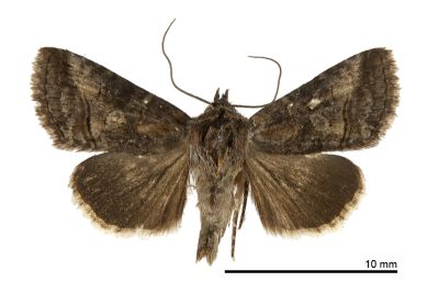 異止夜蛾 Abrostola abrostolina 雄蟲