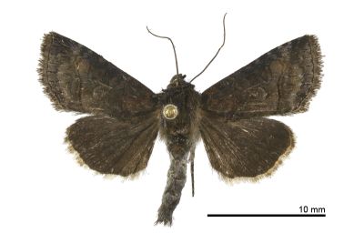 異止夜蛾 Abrostola abrostolina 雌蟲