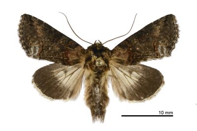 黯止夜蛾 Abrostola anophioides 雄蟲