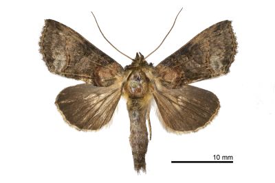 黯止夜蛾 Abrostola anophioides 雌蟲