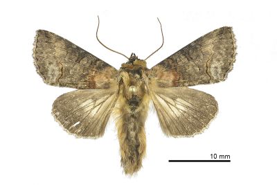 黯止夜蛾 Abrostola anophioides 雄蟲