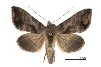葫蘆夜蛾 Anadevidia peponis 雌蟲