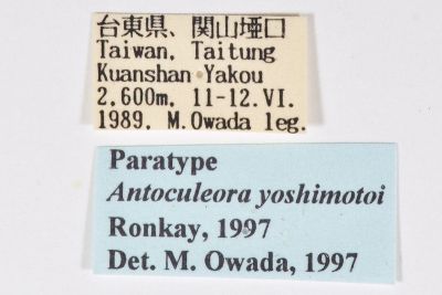 吉本金星夜蛾 Antoculeora yoshimotoi