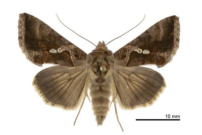 南方銀灰夜蛾 Chrysodeixis eriosoma 雌蟲