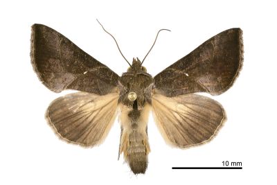 煙銀灰夜蛾 Chrysodeixis heberachis 雌蟲
