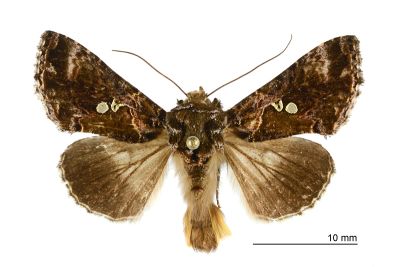 臺灣銀灰夜蛾 Chrysodeixis taiwani 雄蟲
