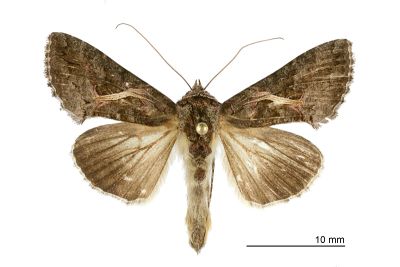 白條梳夜蛾 Ctenoplusia albostriata 雄蟲