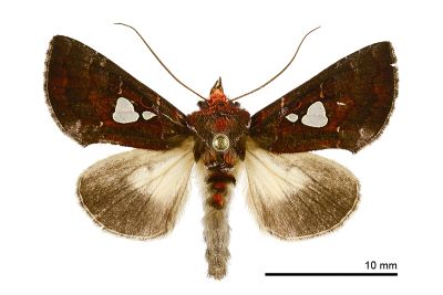 極斑夜蛾 Extremoplusia megaloba 雄蟲