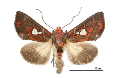 極斑夜蛾 Extremoplusia megaloba 雄蟲