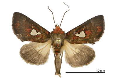 極斑夜蛾 Extremoplusia megaloba 雄蟲