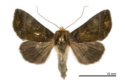 塊金斑夜蛾 Stigmoctenoplusia aeneofusa 雌蟲