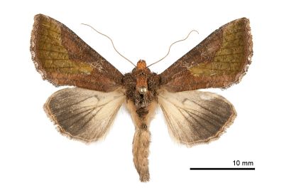 中金翅夜蛾 Thysanoplusia intermixta 雌蟲