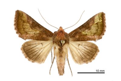 中金翅夜蛾 Thysanoplusia intermixta 雄蟲