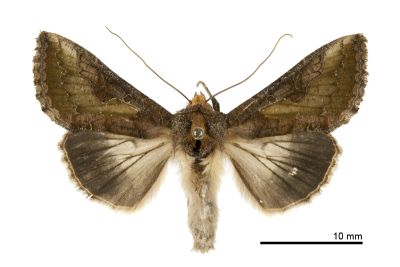 弧金翅夜蛾 Thysanoplusia orichalcea 雌蟲