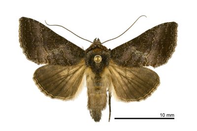 網紋金翅夜蛾 Thysanoplusia reticulata 雄蟲