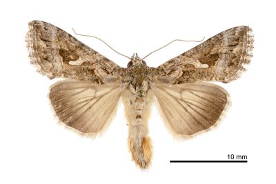 粉纹夜蛾 Trichoplusia ni 雄蟲