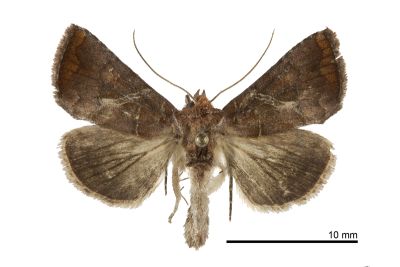 帶鎍夜蛾 Zonoplusia ochreata 雄蟲