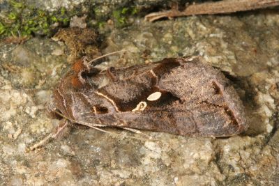 小銀灰夜蛾 Chrysodeixis minutus 雄蟲