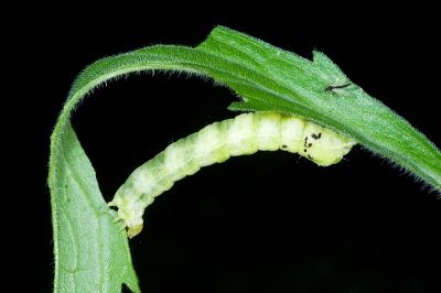 煙銀灰夜蛾 Chrysodeixis heberachis