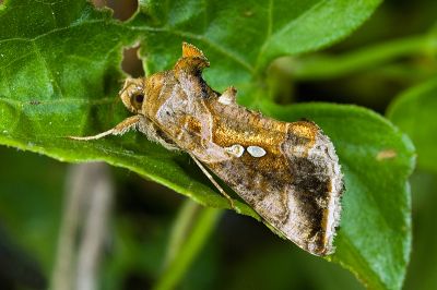 南方銀灰夜蛾 Chrysodeixis eriosoma 雄蟲