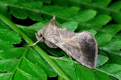 煙銀灰夜蛾 Chrysodeixis heberachis 雄蟲