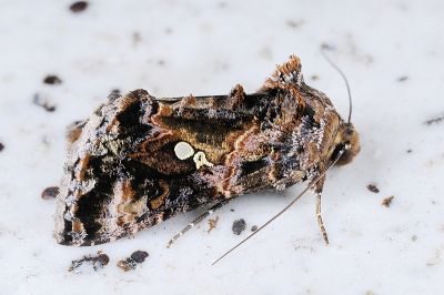 臺灣銀灰夜蛾 Chrysodeixis taiwani 雄蟲