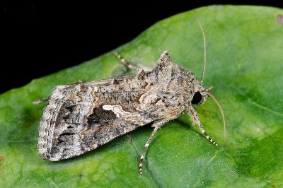 粉纹夜蛾 Trichoplusia ni 雄蟲