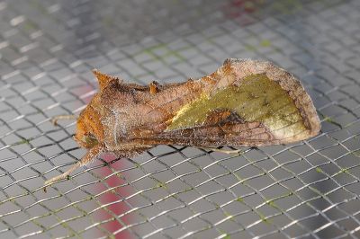 弧金翅夜蛾 Thysanoplusia orichalcea 雄蟲
