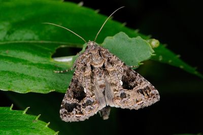 密紋梳夜蛾 Ctenoplusia furcifera furcifera 雌蟲