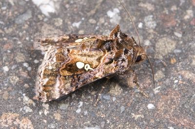 臺灣銀灰夜蛾 Chrysodeixis taiwani 雄蟲