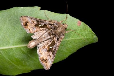 銀紋梳夜蛾 Ctenoplusia agnata 雄蟲