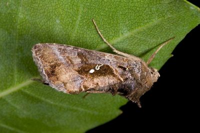 小銀灰夜蛾 Chrysodeixis minutus 雄蟲