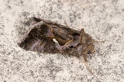 小銀灰夜蛾 Chrysodeixis minutus 雄蟲