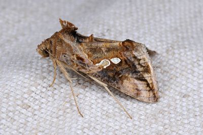 銳齒銀灰夜蛾 Chrysodeixis acuta 雄蟲