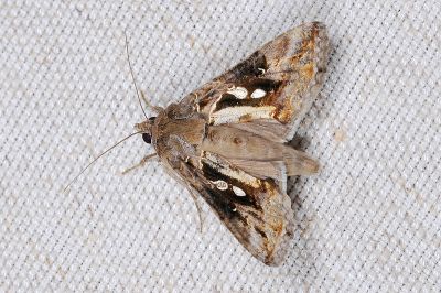 銳齒銀灰夜蛾 Chrysodeixis acuta 雄蟲